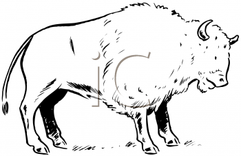 Buffalo Clipart