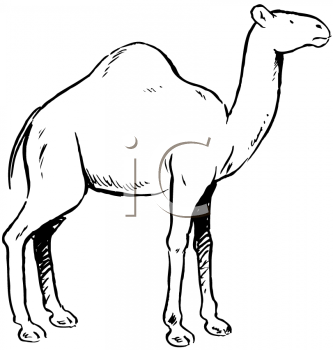 Camel Clipart