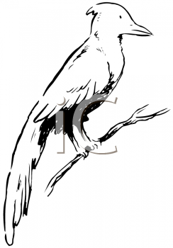 Bird Clipart