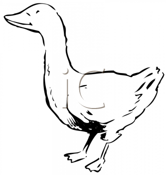 Bird Clipart