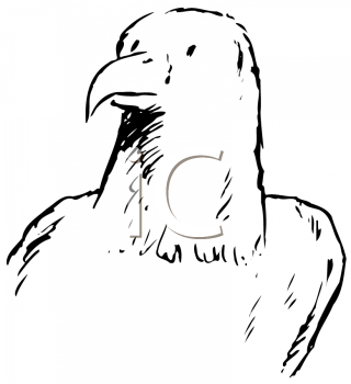 Bird Clipart