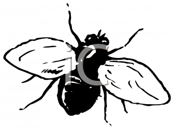 Insect Clipart