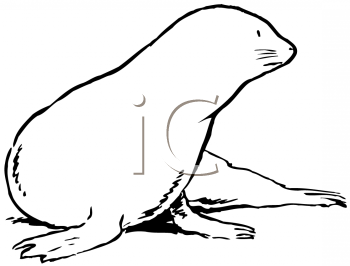 Aquatic Animals Clipart