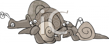 Mollusk Clipart