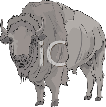 Buffalo Clipart