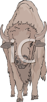 Buffalo Clipart