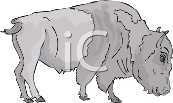 Buffalo Clipart