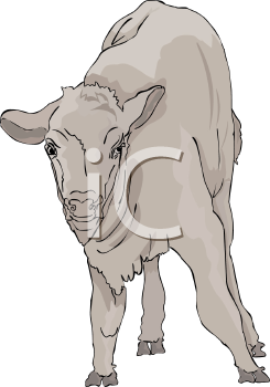 Buffalo Clipart