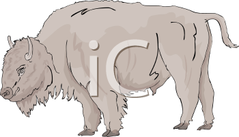 Buffalo Clipart