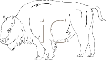 Buffalo Clipart