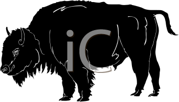 Buffalo Clipart