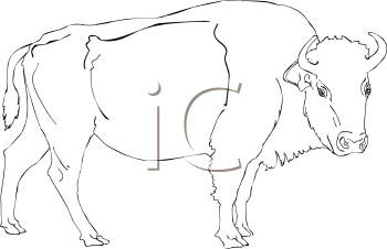 Buffalo Clipart