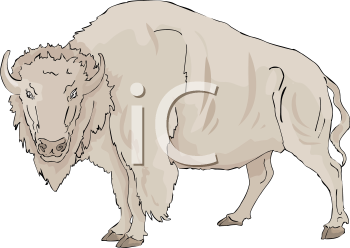 Buffalo Clipart