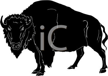 Buffalo Clipart