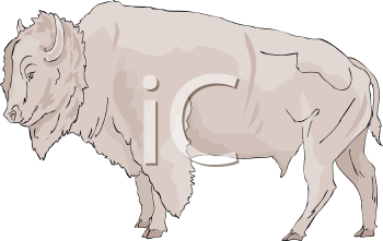 Buffalo Clipart