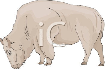 Buffalo Clipart