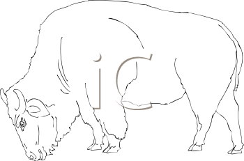 Buffalo Clipart