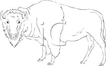 Buffalo Clipart