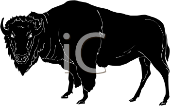 Buffalo Clipart