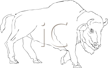 Buffalo Clipart