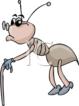 Insect Clipart