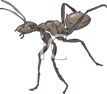 Insect Clipart