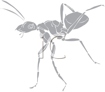 Insect Clipart