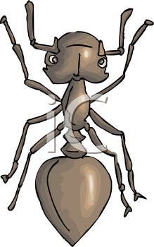 Insect Clipart