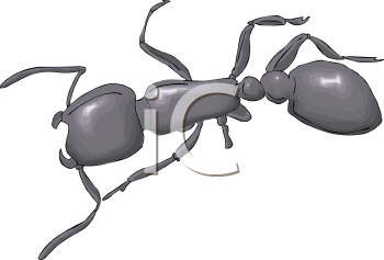 Insect Clipart