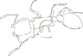 Insect Clipart