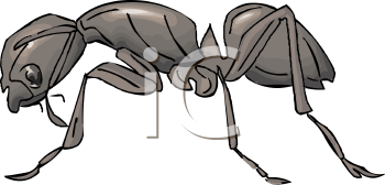 Insect Clipart