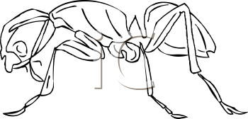 Insect Clipart