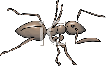 Insect Clipart