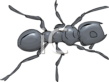 Insect Clipart