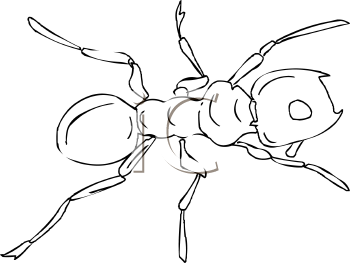 Insect Clipart