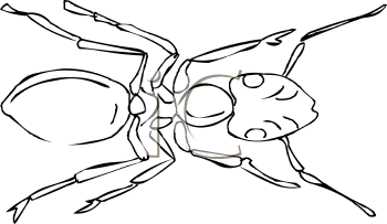 Insect Clipart