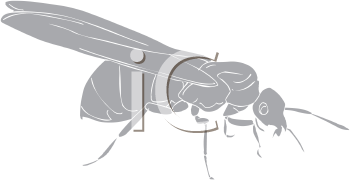 Insect Clipart