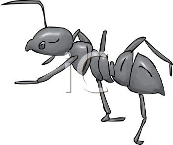 Insect Clipart