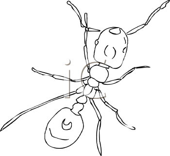 Insect Clipart