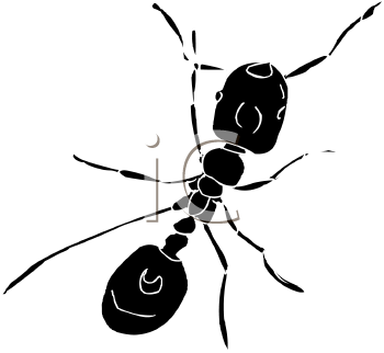 Insect Clipart