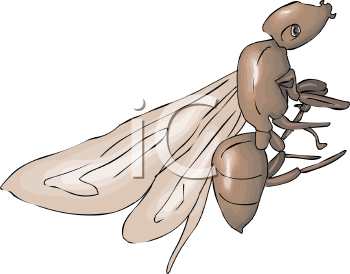 Insect Clipart