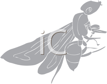 Insect Clipart