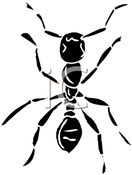 Insect Clipart