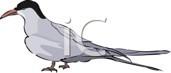 Bird Clipart