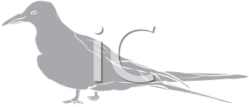 Bird Clipart