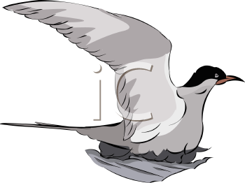 Bird Clipart