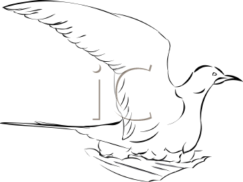 Bird Clipart