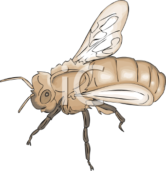 Insect Clipart