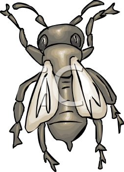 Insect Clipart