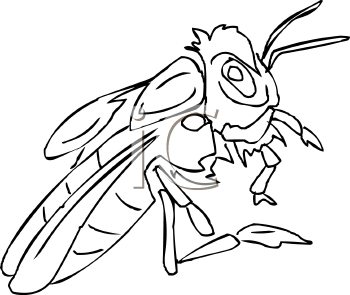 Insect Clipart